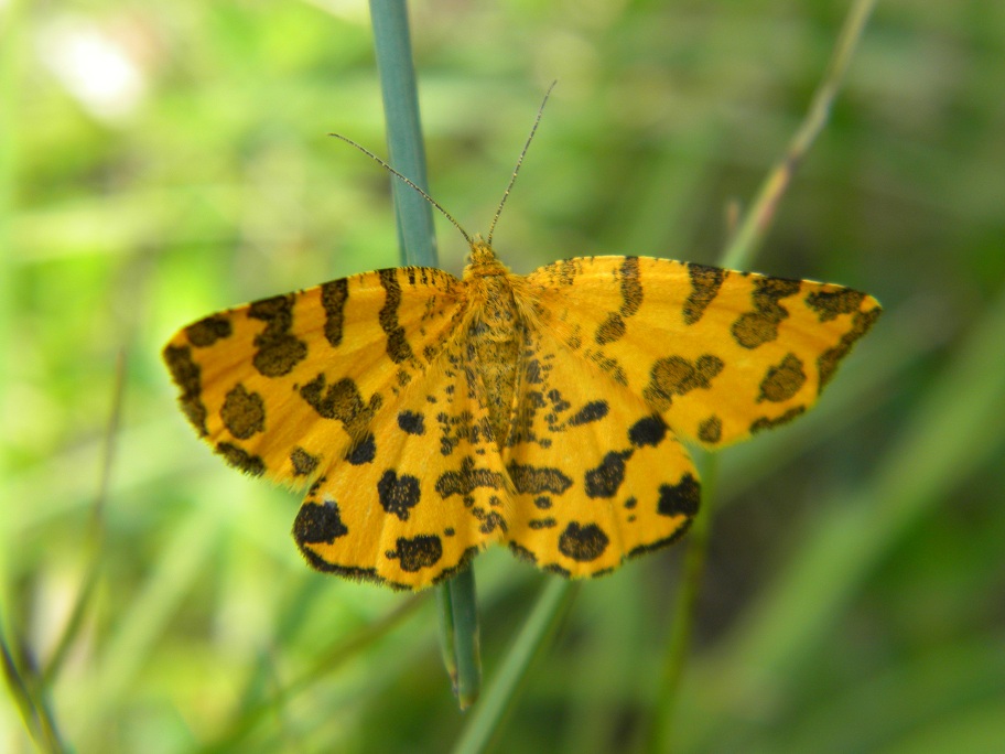 Pseudopanthera macularia